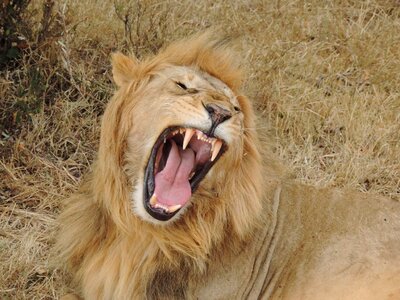 Wild animal wildcat roar