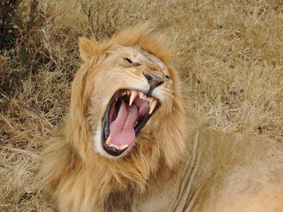 Wild animal wildcat roar photo