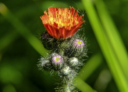 Orange red wild flower