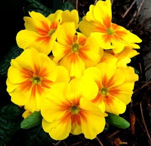 Flowers macro close up photo