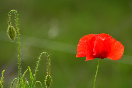 Summer flower buds red