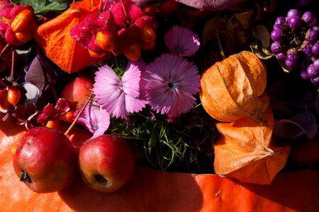 Autumn autumn flowers colorful photo