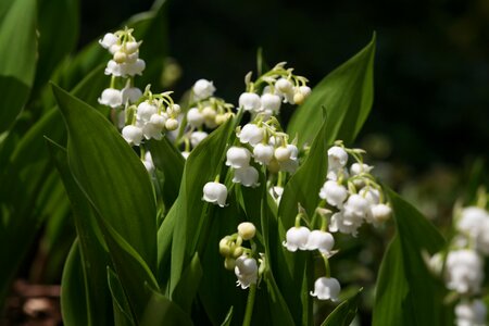 Flowers lily of the valley spring