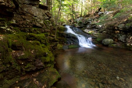 Creek environment forest