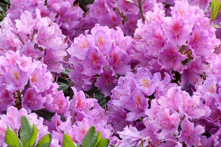 Rhododendron flowers close up