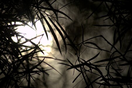 Branches spooky halloween photo