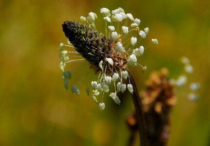Beautiful Flowers blooming blossom