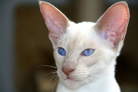 Blue cat fur photo
