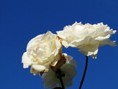 Rosa rose blue