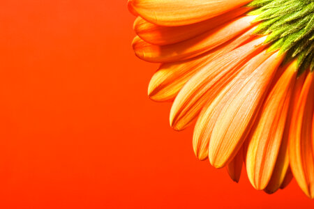 Beautiful Flower on Orange Background photo