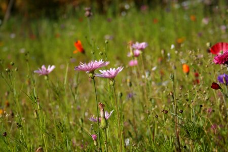 Spring meadow cornflower colorful