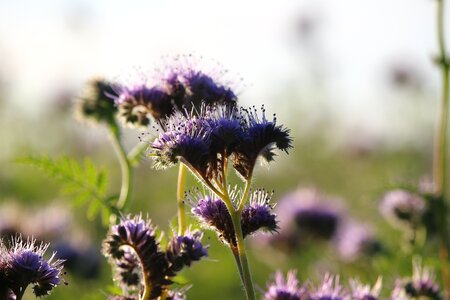 Bloom flower purple photo