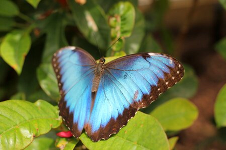 Plant leaf blue