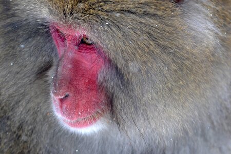 Face monkey wildlife photo