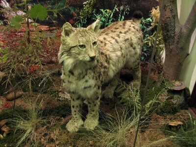 Lynx Rufus museum photo