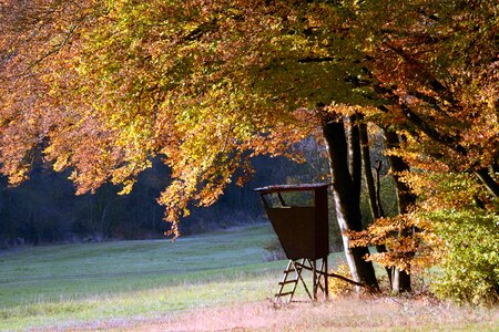 Autumn autumn season forest