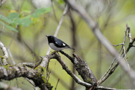 Black-throated blue warbler