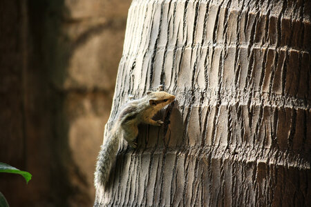 Squirrel Tree photo