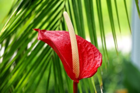 Red arum pretty