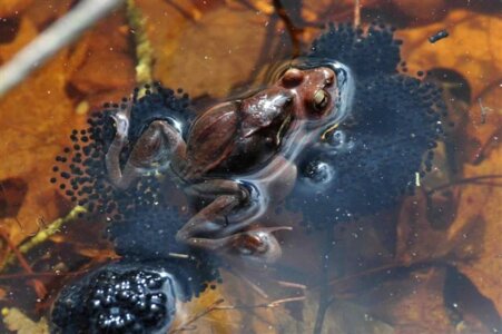 Frog  