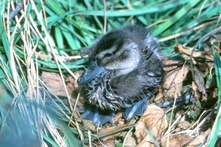 Anas Acuta chick nest
