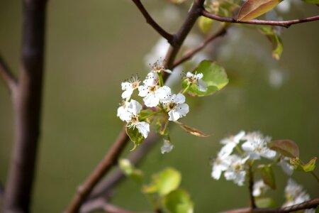 Apple Tree flowers landscape