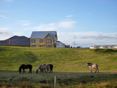 Nature horses landscape photo