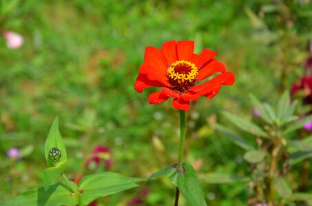 Red flower red flowers photo