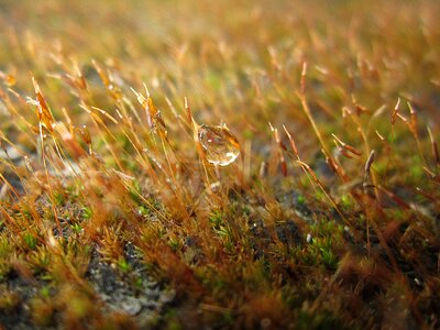 Moss dew drop photo