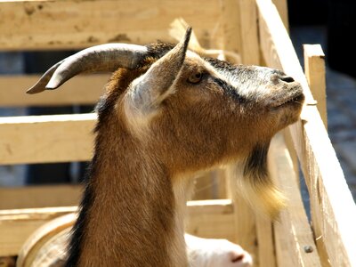 Animals farm nature