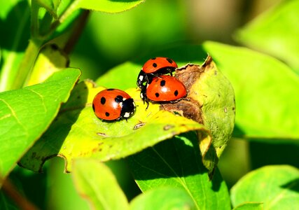Coccinella septempunctata beetle insect