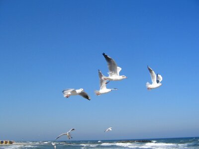 Baltic sea seagulls sea photo