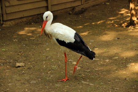 Animal white stork ciconia ciconia