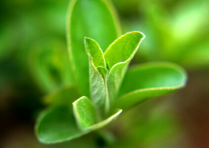 Green tea leaf photo
