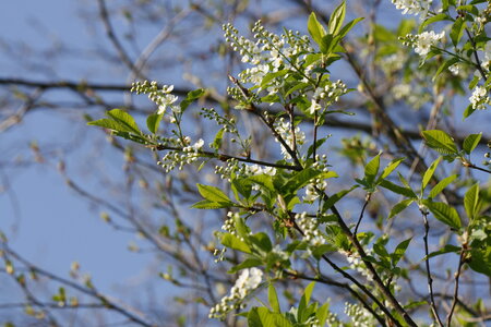 Tree Flowers