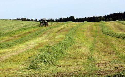 Food agriculture cattle feed