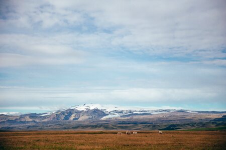 Sheep & Field Near Glacier photo