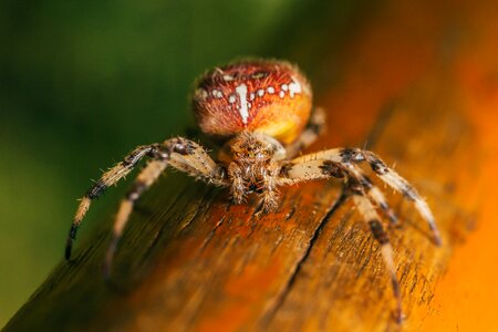 Spider Macro Close-up photo