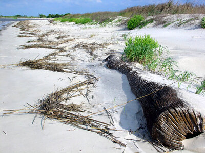 Driftwood on the coastal beach