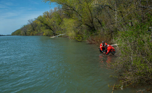 USFWS Fisheries workers releasing lake sturgeon-1