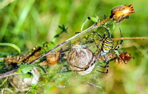 Animal arthropod bug