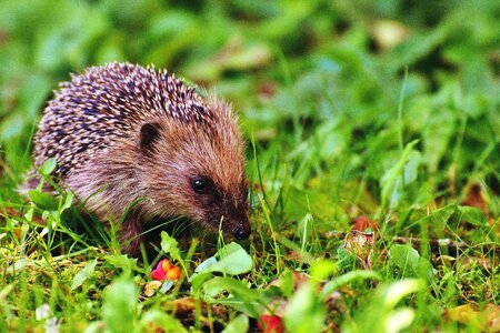 Animal beautiful photo fauna