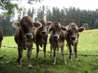 Pasture cattle animal