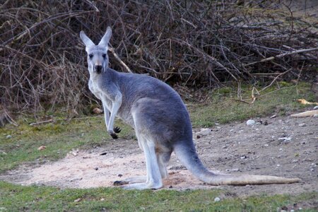Marsupial animal australia