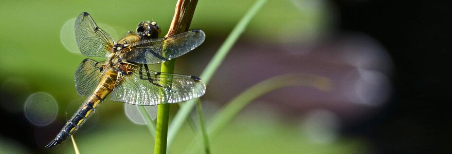 Animal arthropod biology