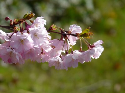 Japanese cherry trees cherry blossom blossom photo