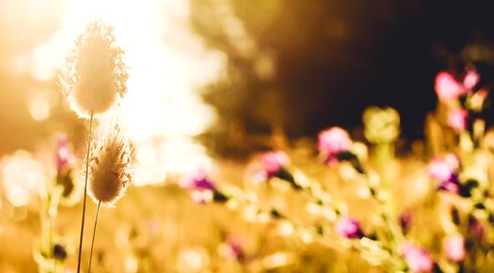 Forest forest landscape beautiful landscape