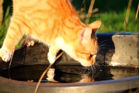 Adorable animal cat