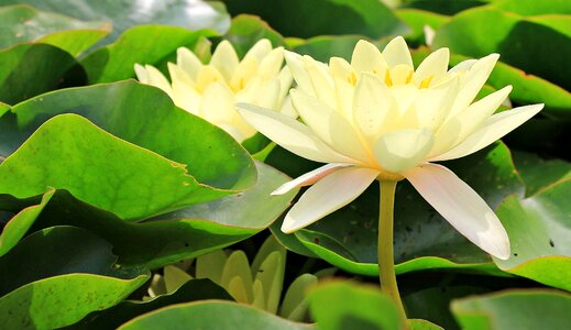 Beautiful Flowers beautiful photo blooming