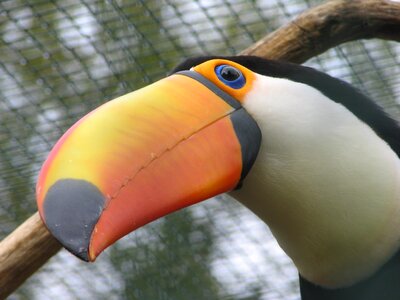 Colorful close up plumage photo
